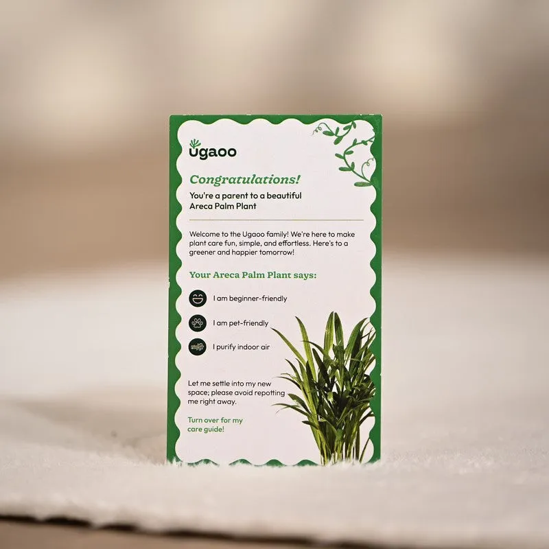 Ugaoo Areca Palm Live Plant media 6
