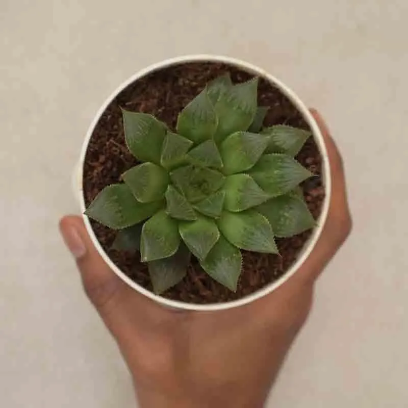 Ugaoo Haworthia Maculata Plant media 3