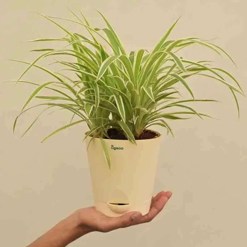 Ugaoo Spider Plant - Medium media 7