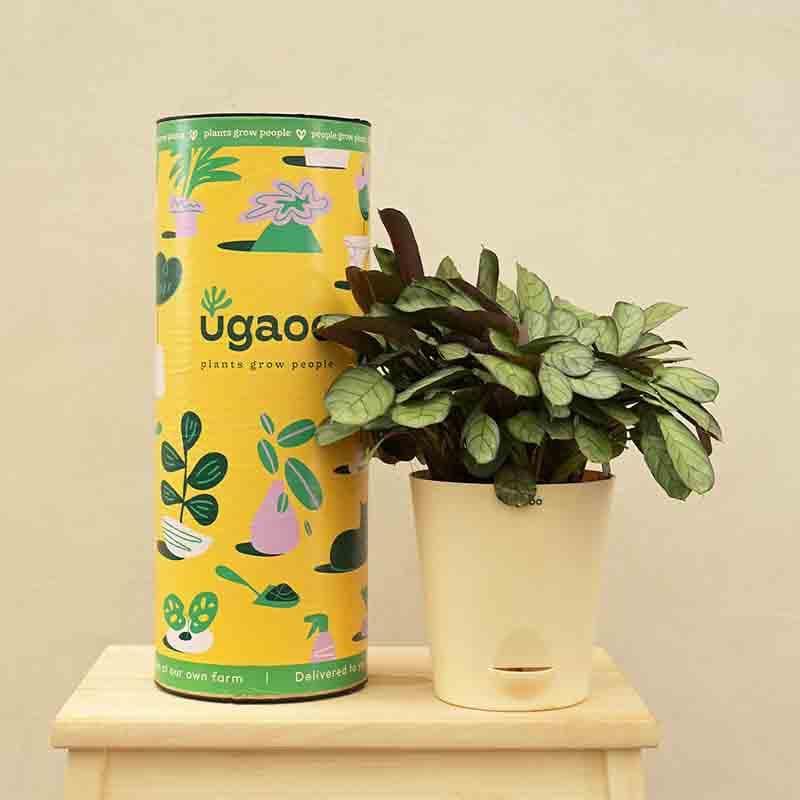 Ugaoo Calathea Prayer Plant - Medium media 7
