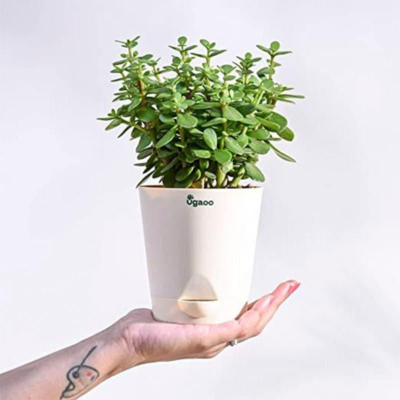 Ugaoo Jade Plant With Self Watering Pot media 4