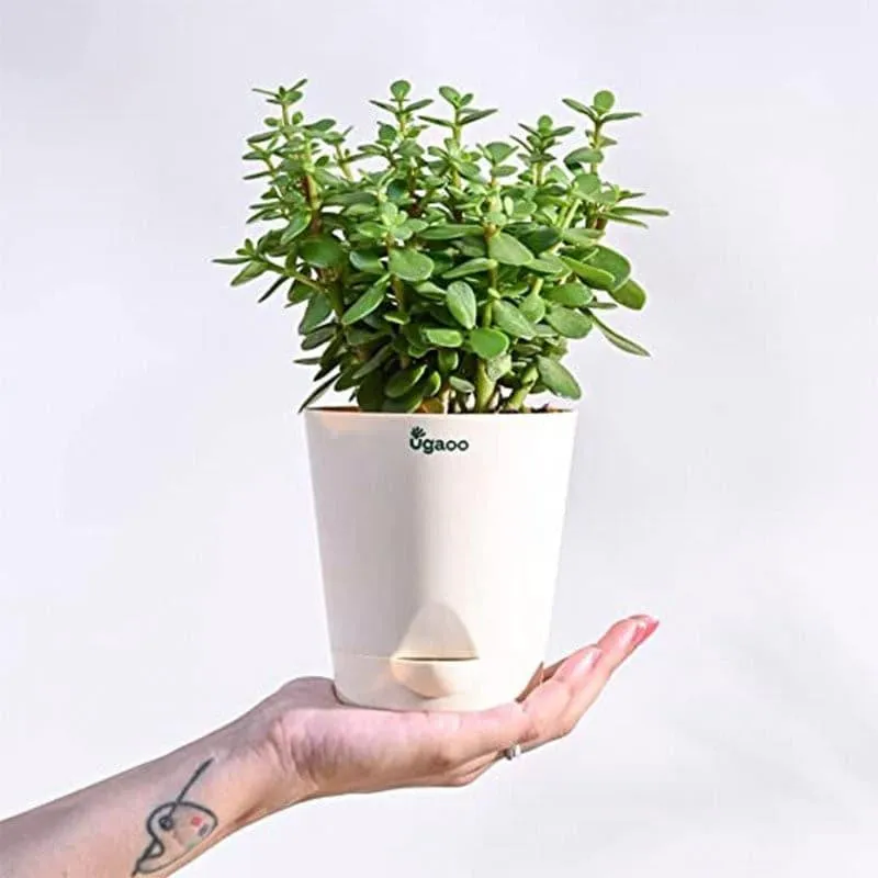 Ugaoo Jade Plant With Self Watering Pot media 4