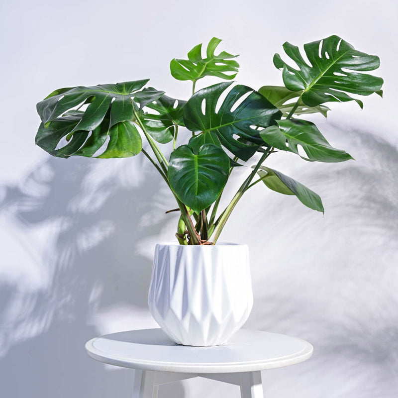 Ugaoo Precious Horcrux White Ceramic Pot media 3
