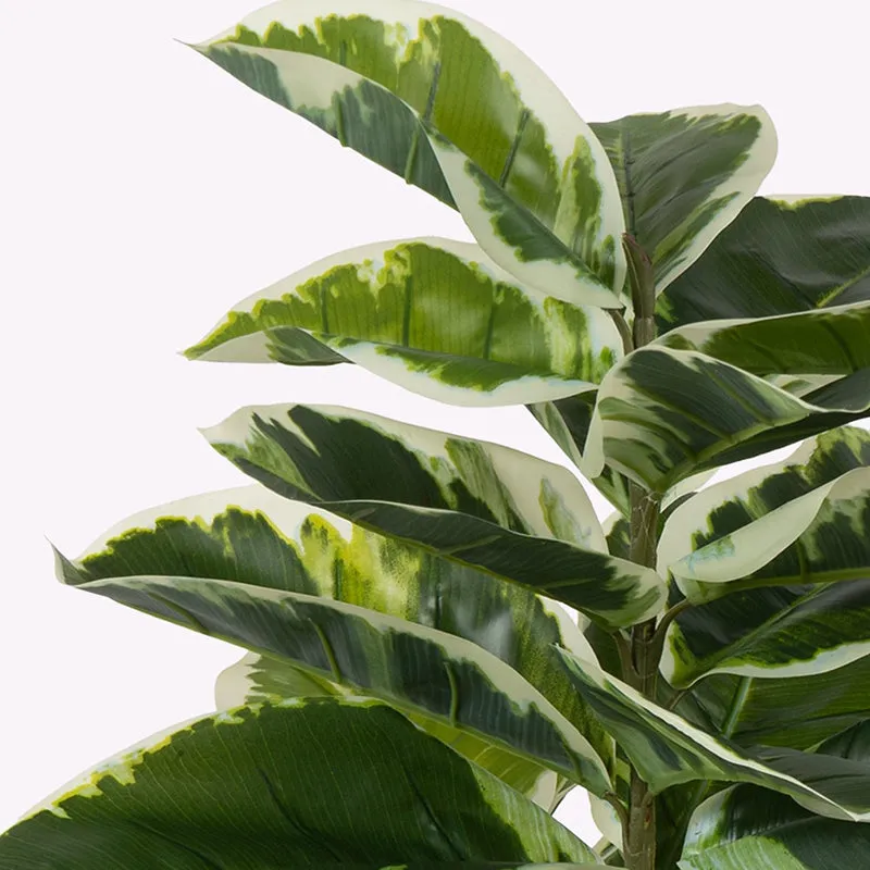 Veridora Artificial Rubber Plant With Black Plastic Pot - 2.5 Feet media 6