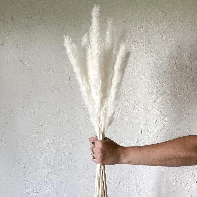 Mini Naturally Dried Pampas Stems (White) - Set Of Ten media 1