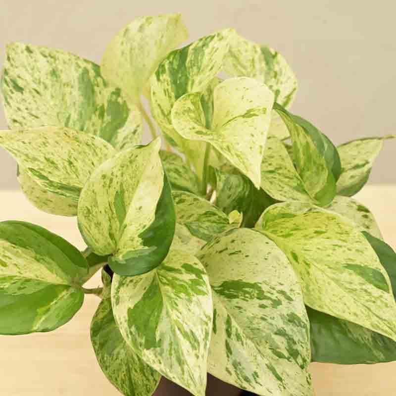 Ugaoo Money Plant Marble media 4