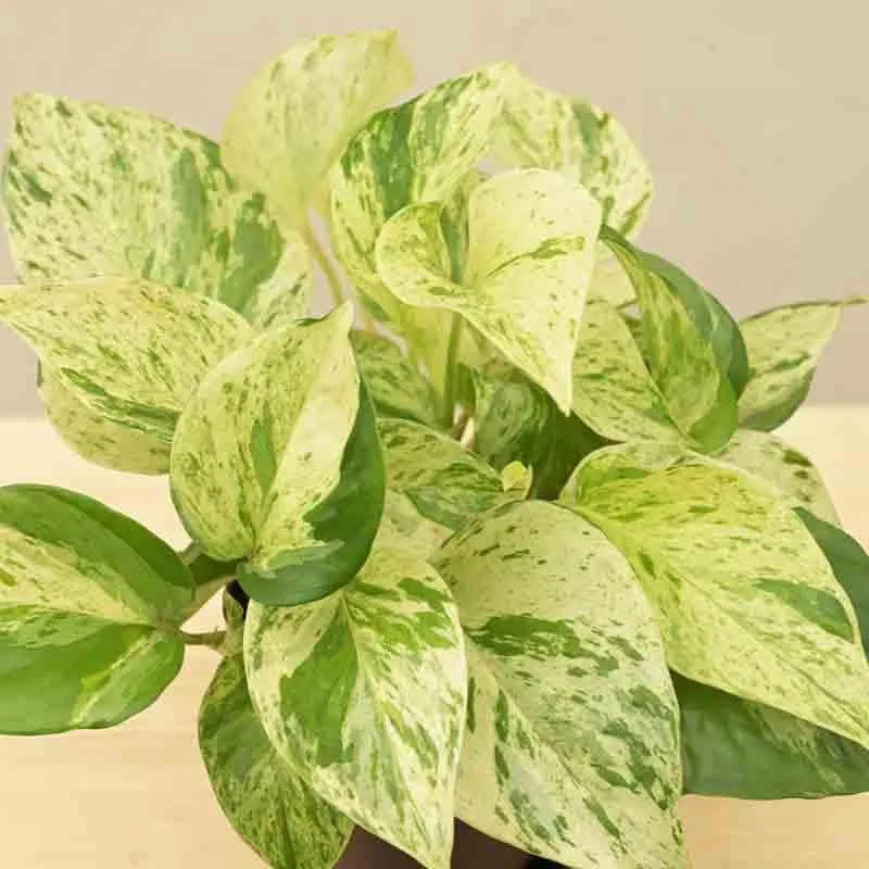 Ugaoo Money Plant Marble media 4