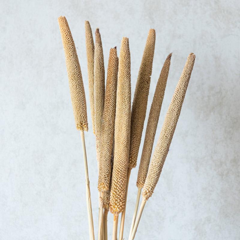 Sival Dried Millet Stick (Beige) - Set Of Ten media 3