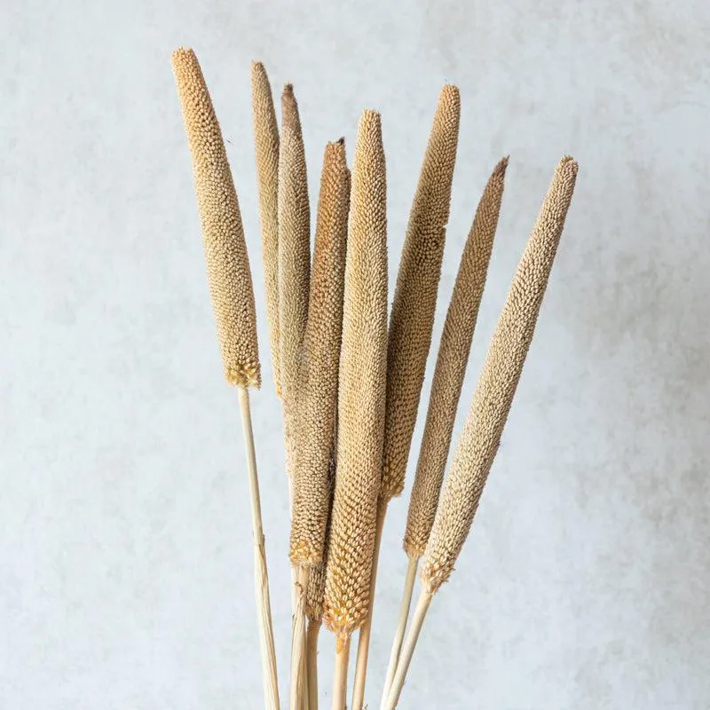Sival Dried Millet Stick (Beige) - Set Of Ten media 3