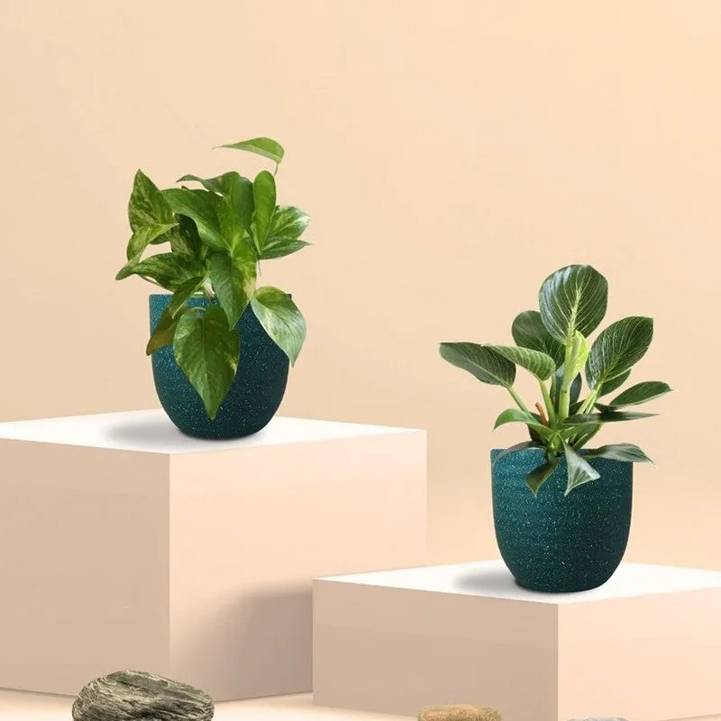 Greenkin Birkin & Gold King Live Plants (Green) - Set Of Two media 3