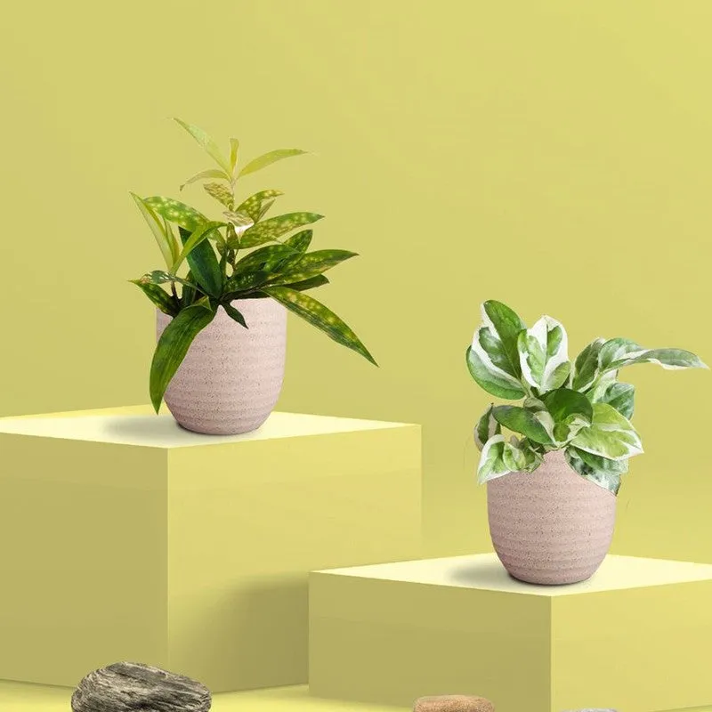 Greenkin Bamboo & Njoy Live Plants (Ivory) - Set Of Two media 3
