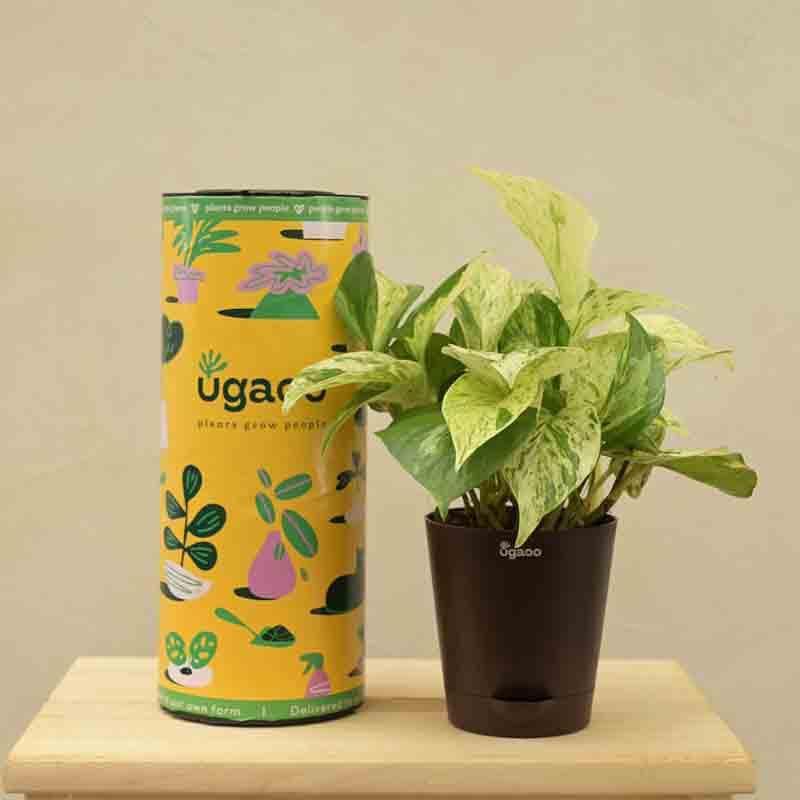 Live Plants