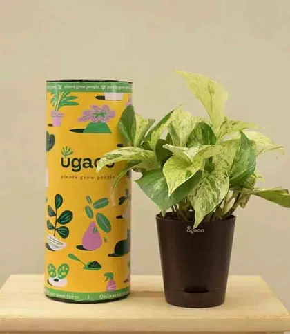 Live Plants