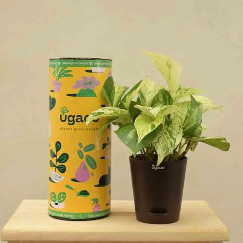 Ugaoo Money Plant Marble media 1