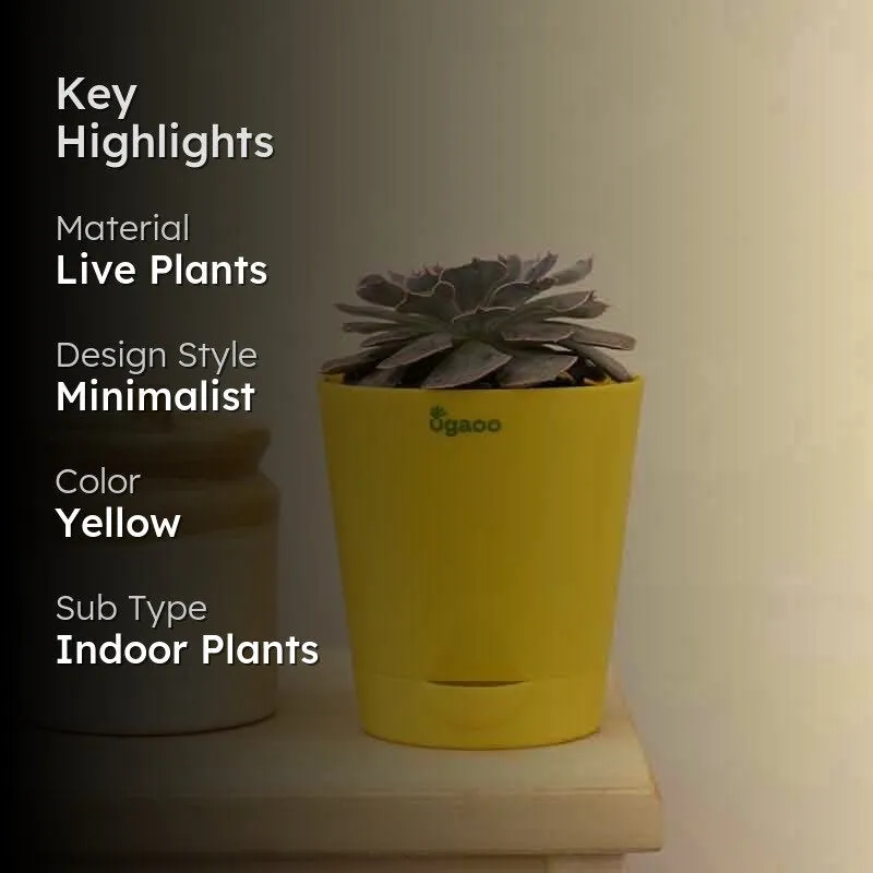 Ugaoo Echeveria Hybrid Plant media 2
