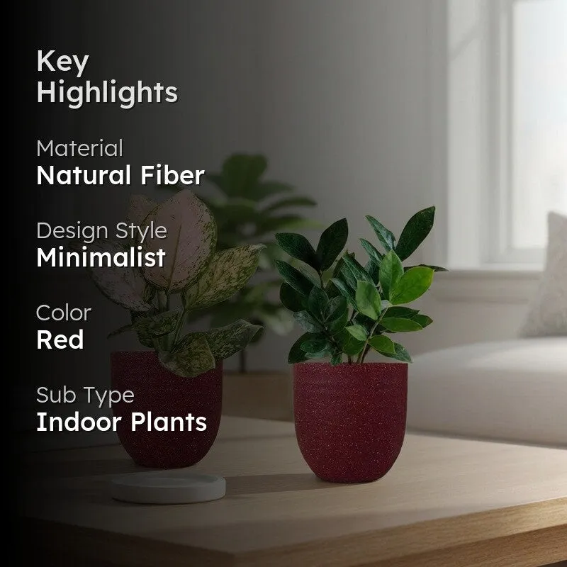 Greenkin ZZ & Aglaonema Wishes Live Plants (Red) - Set Of Two media 2