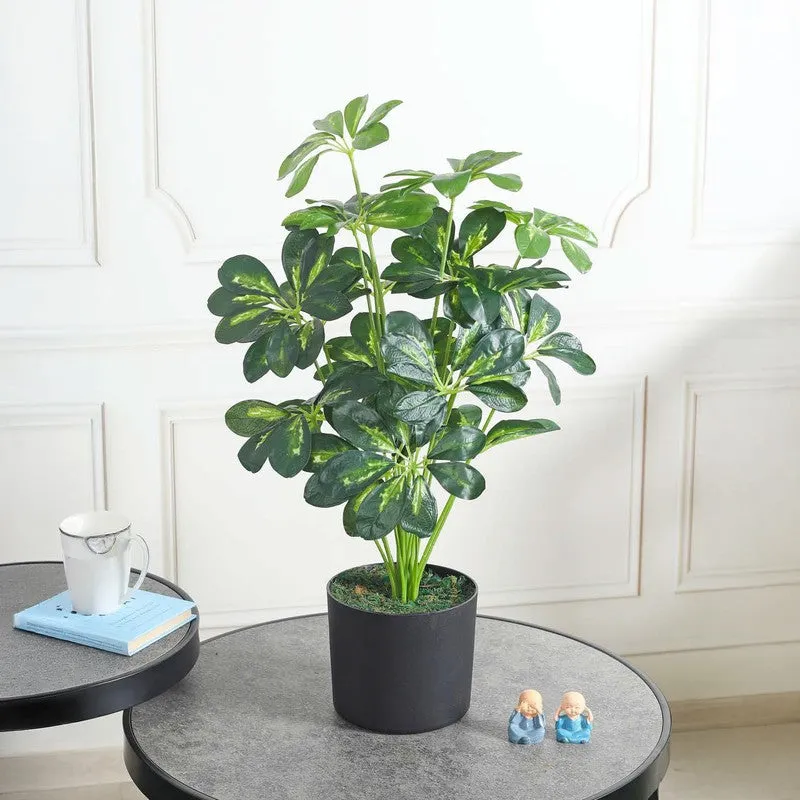 LeafMuse Schefflera Artificial Plant Without Pot - 2.3 Feet media 2