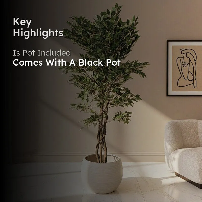 Artificial ficus tree displayed in a black pot beside a sofa