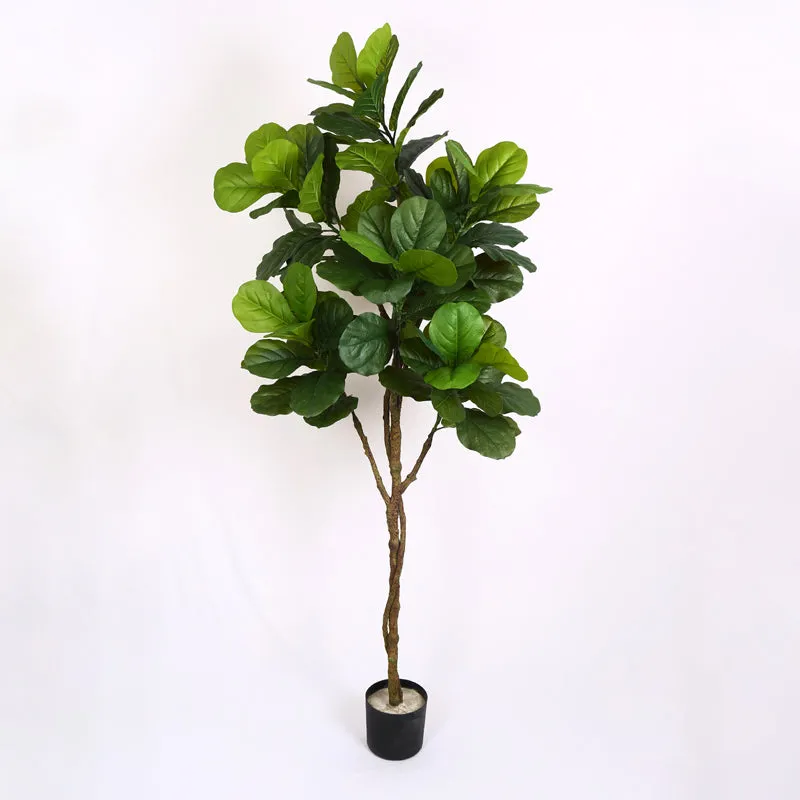 Verdiq Artificial Fiddle Fig With Black Plastic Pot - 5.5 Feet media 4