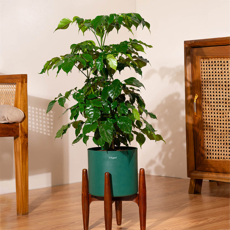 Kyari China Doll Plant With Metal Self Watering Pot (Green) - 2.5 Feet