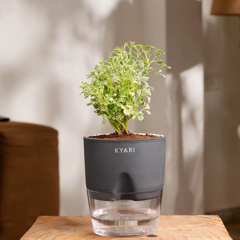Kyari Aralia Variegated With Self Watering Pot - Grey media 1