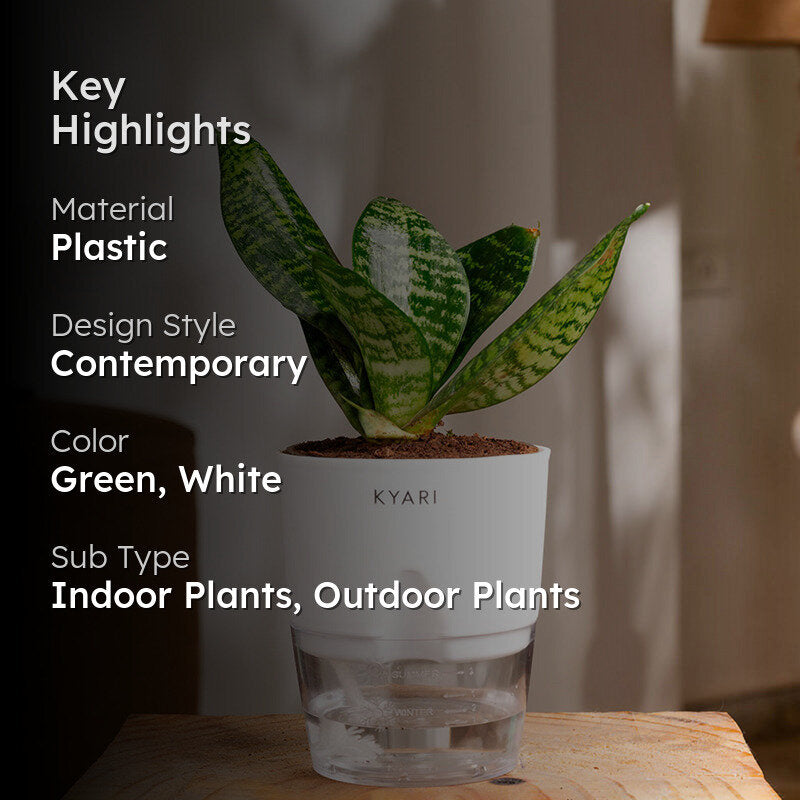 Kyari Sansevieria Snake Plant With Self Watering Pot (White) - 18 cm media 2