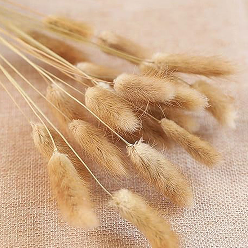 Cloudtail Dried Bunny Tail Stem (Beige) - Set Of Thirty media 4