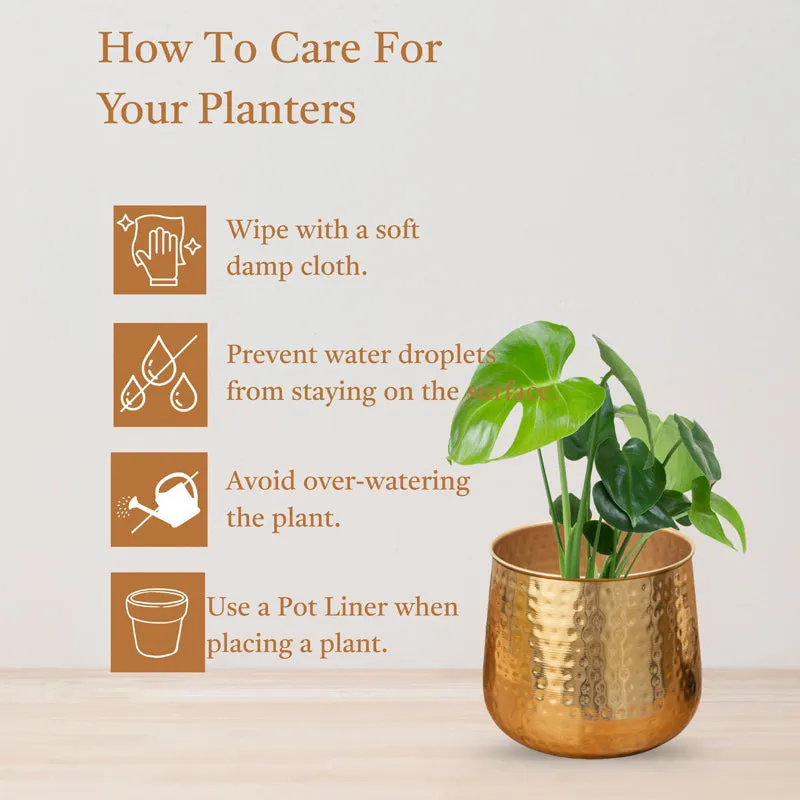 Rooted Charm Auric Golden Planter media 4