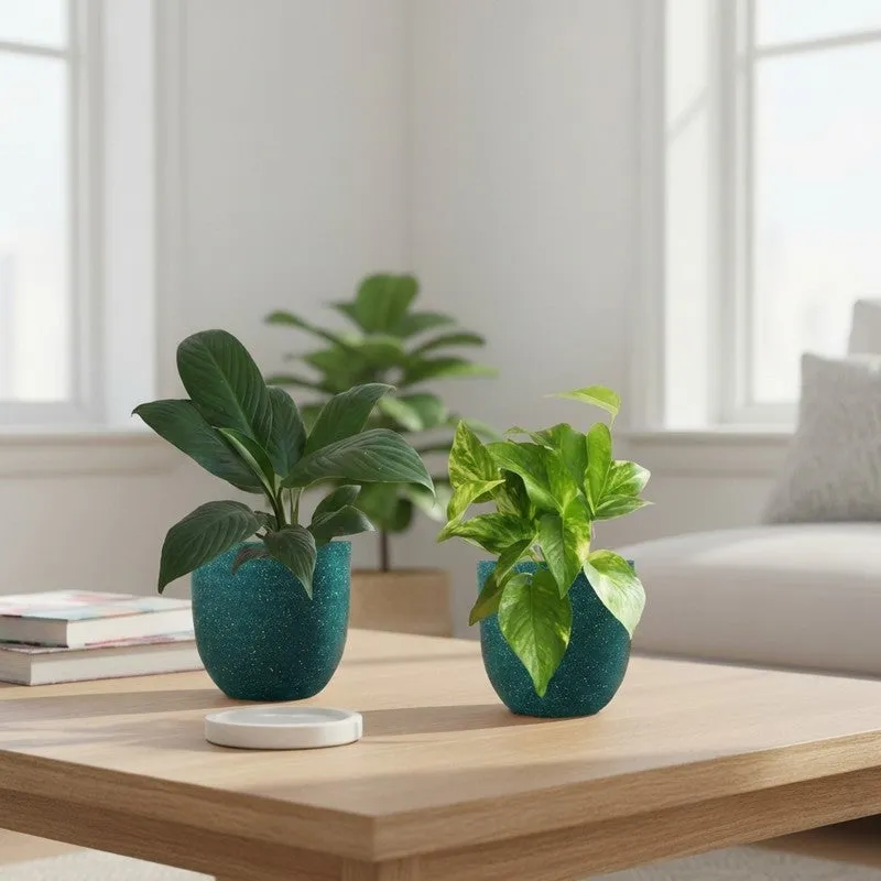 Greenkin Lily & Gold King Live Plants (Green) - Set Of Two media 1
