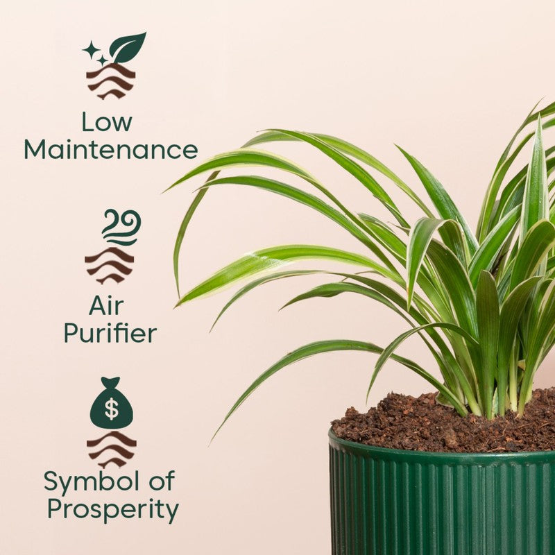 Kyari Spider Plant with Self Watering Pot - Green media 4