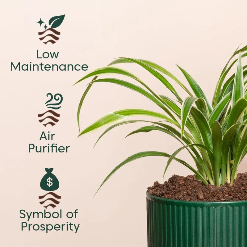 Kyari Spider Plant with Self Watering Pot - Green media 4