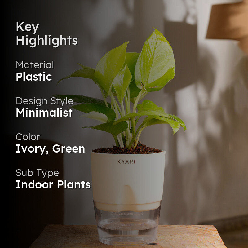 Kyari Golden Money Plant With Self Watering Pot - Ivory media 2