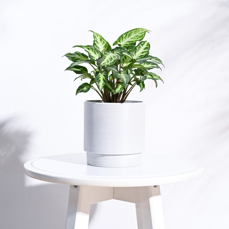UGAOO Oslo Planter for Home & Balcony Garden- White media 3
