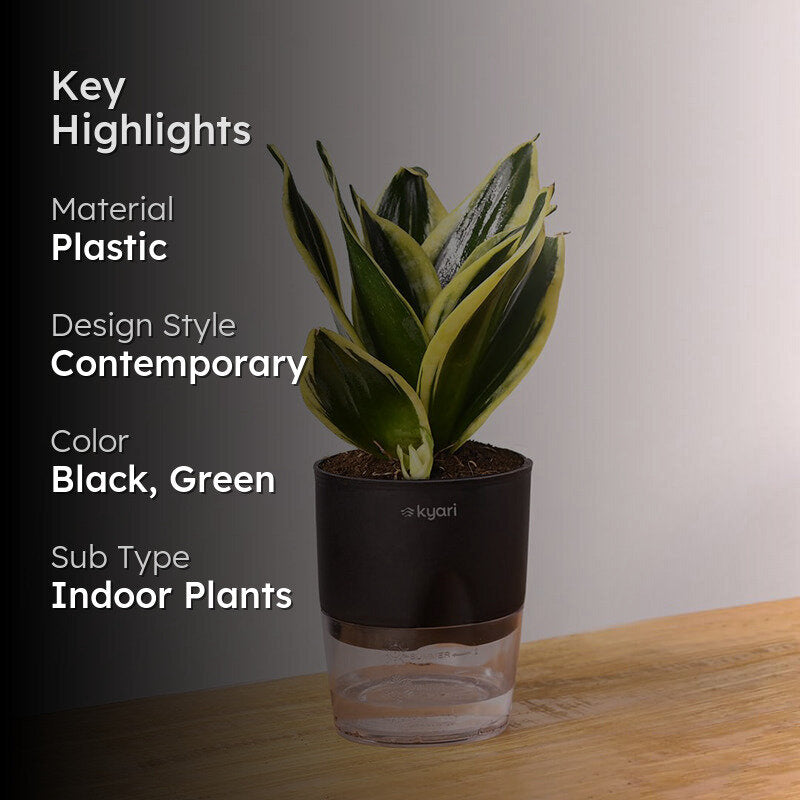 Kyari Golden Hahnii Snake Plant With Self Watering Pot - Black media 2