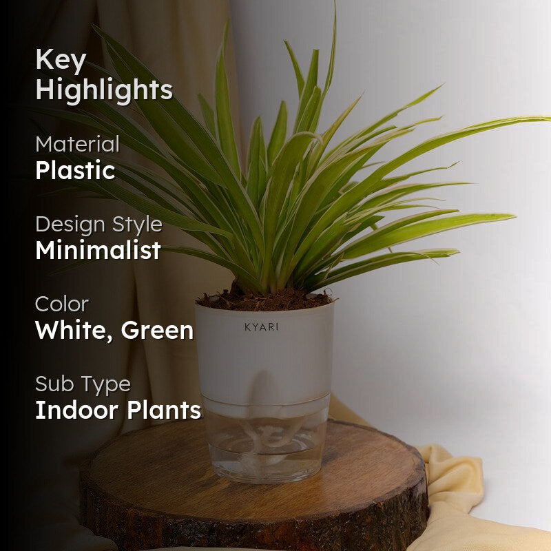 Kyari Spider Plant With Self Watering Pot - White media 2