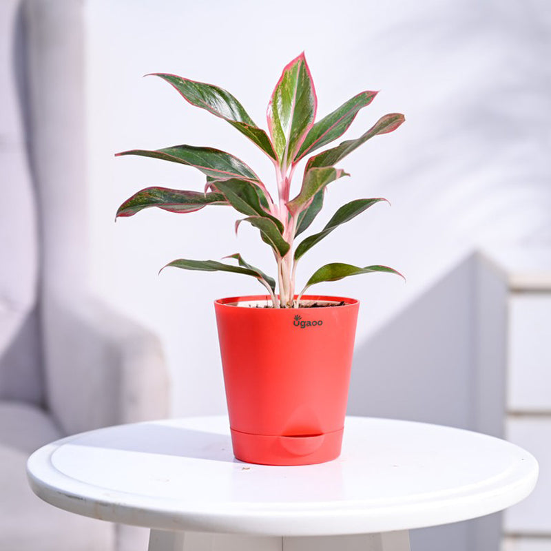 Live Plants