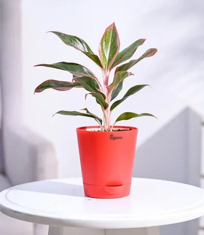 Live Plants