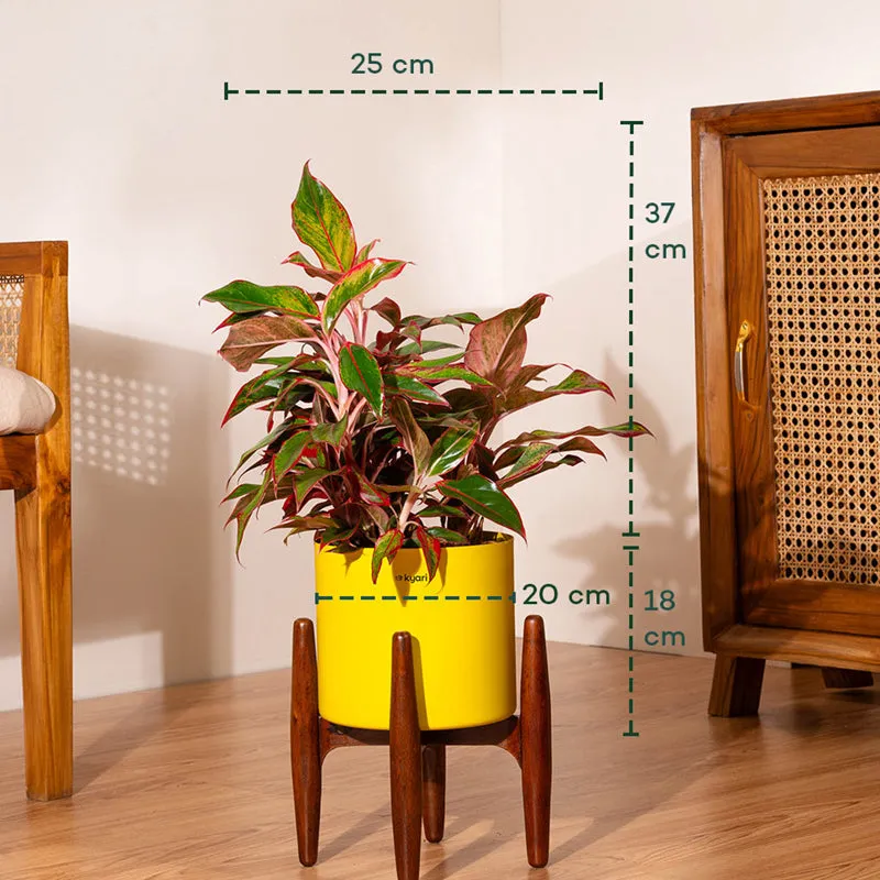 Kyari Aglonema Lipstick Plant With Metal Self Watering Pot - Yellow media 5