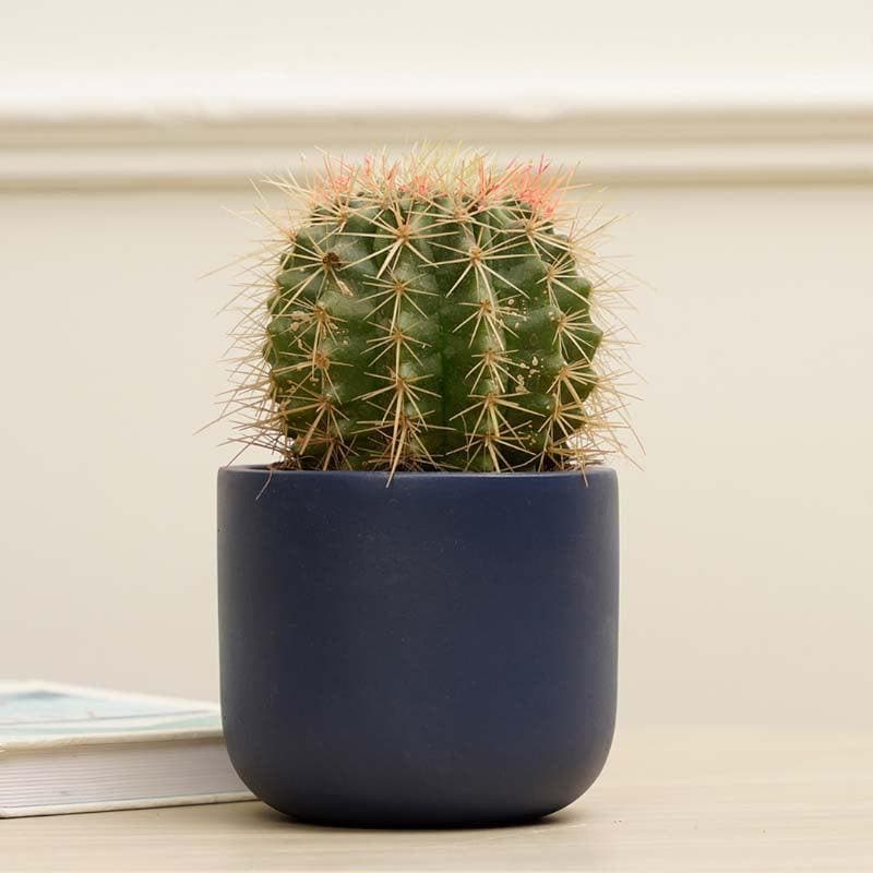 Oh-So Cute Planter- Blue media 3