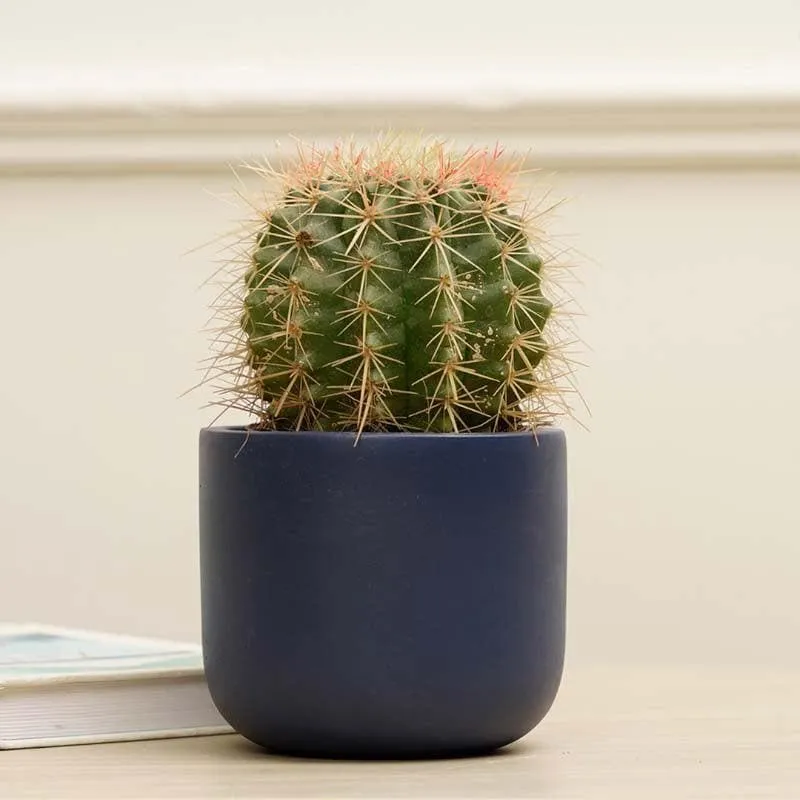 Oh-So Cute Planter- Blue media 3
