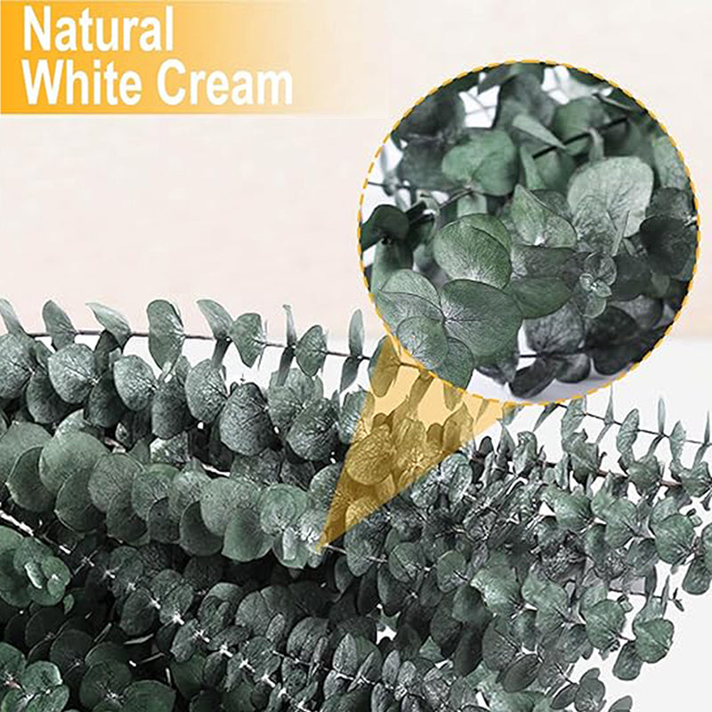 Eucalyssence Dried Eucalyptus Stems - Set Of Ten media 4