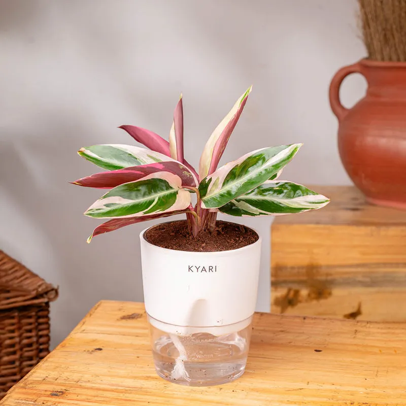 Kyari Calathea Triostar With Self Watering Pot - White media 3