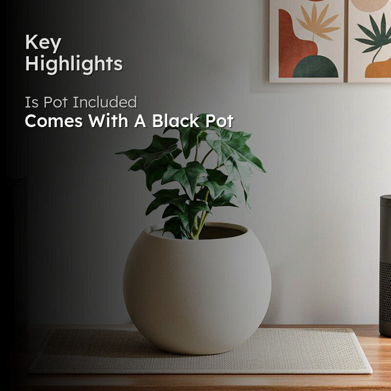 Ivette Artificial Mini Ivy Plant With Basic Black Plastic Pot (Dark Green) - 16 cm media 2