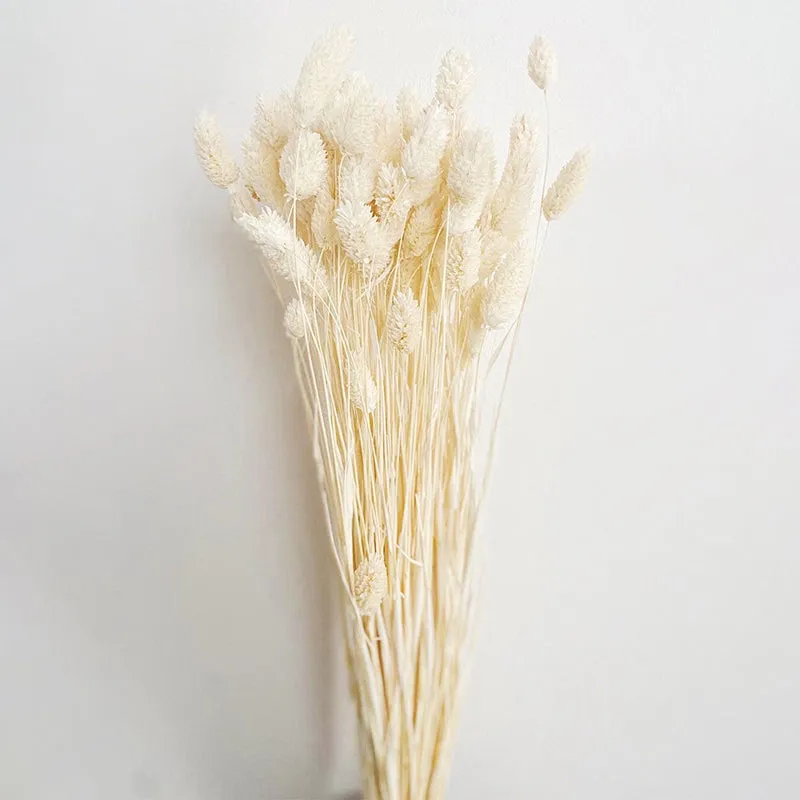 Dried Phalaris Flower Stick (White) - Set of Thirty media 5