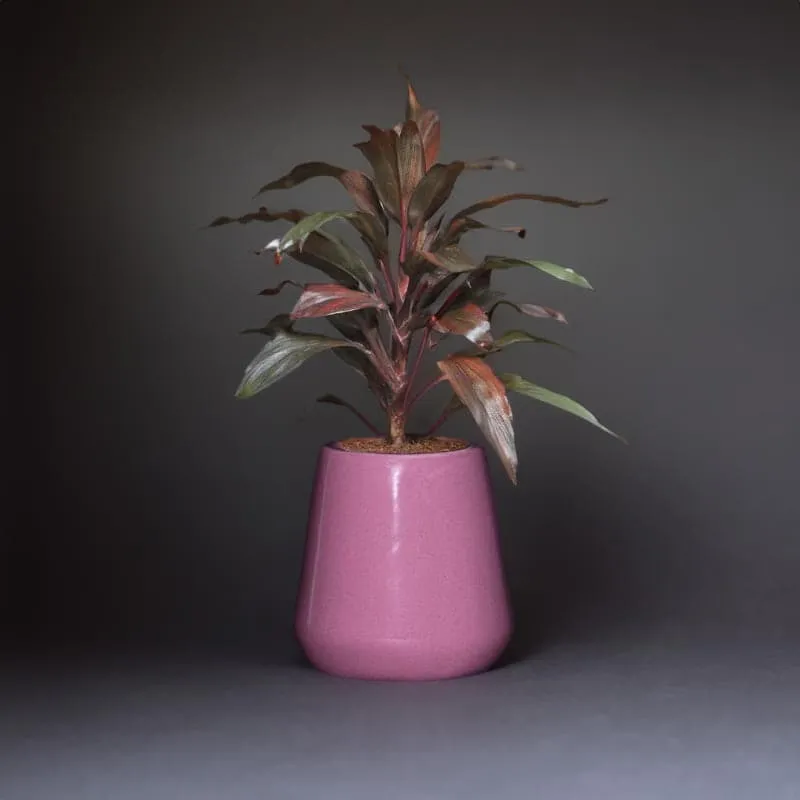Ugaoo Tulip Fantasy Ceramic Planter (10.2 CM) - Magenta media 3