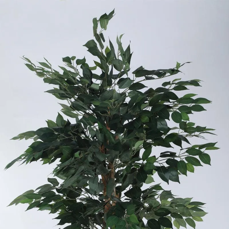 Faux Evergreen Ficus Plant With Black Plastic Pot - 5.91 ft media 5