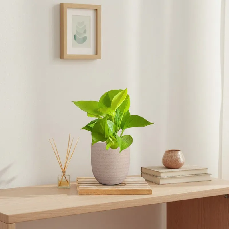 Greenkin Money Plant Golden Live Plant - Ivory media 1