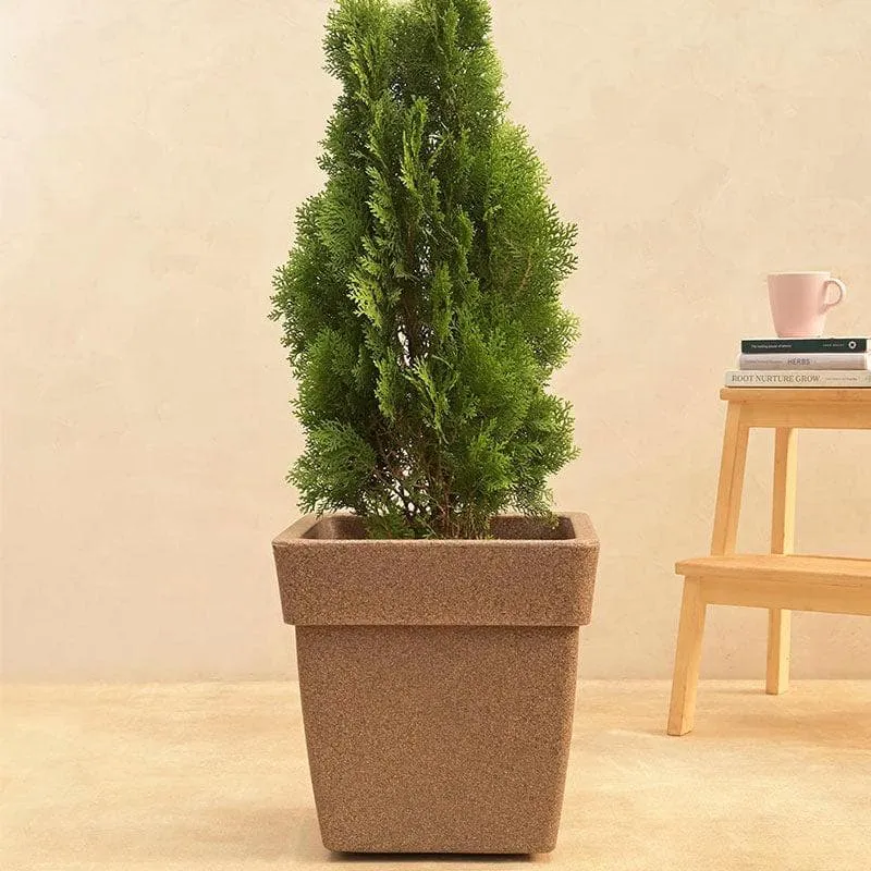 Ugaoo Barca Square Medium Planter - Sand media 3