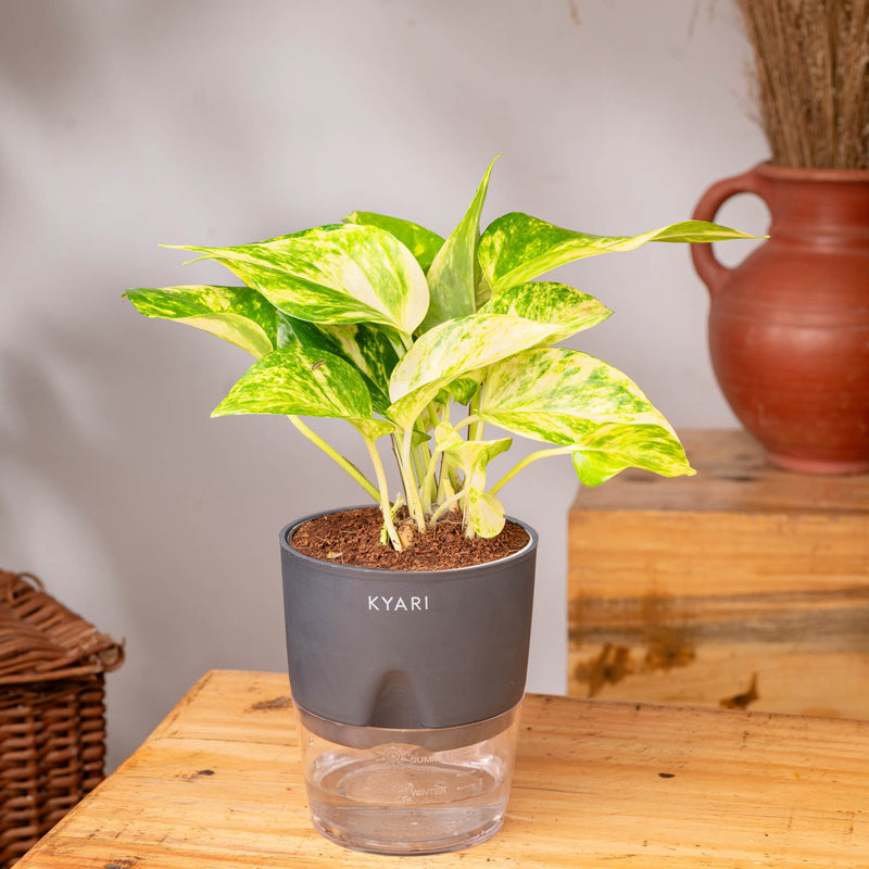 Kyari Money Variegated Plant With Self Watering Pot (Grey) - 18 cm media 3