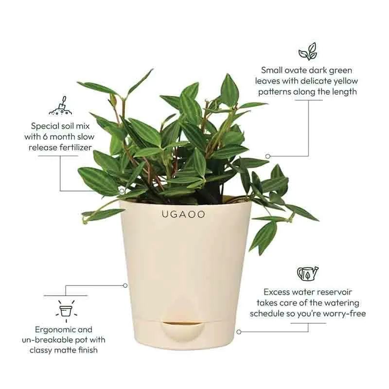 Ugaoo Peperomia Angulata Plant media 7